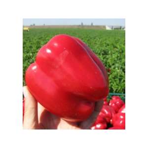 Ред Каунт F1 - перец сладкий, 1 000 семян, Lark Seeds (Ларк Сидс), США фото, цена
